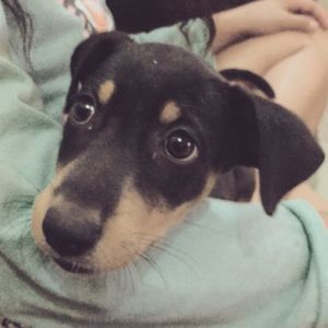 Meet your Posher, Karo